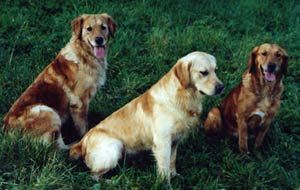 Goldens from the Ruadth Kennels