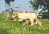 Advie Llewellin pups learn to point "the wing"