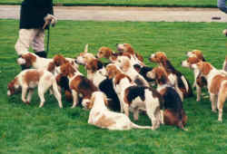 The Stour Valley Beagles